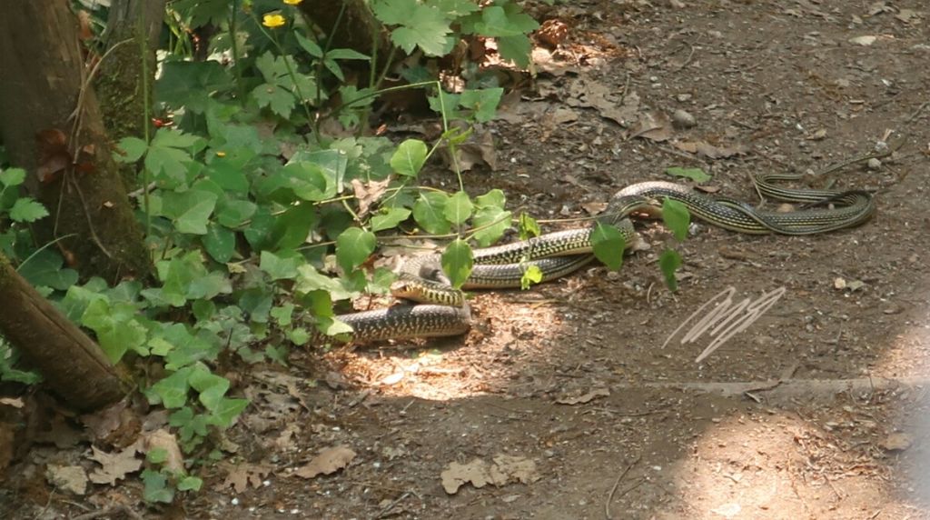 Combattimento tra biacchi (Hierophis viridiflavus viridiflavus)